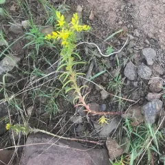 Wormleaf Stonecrop thumbnail 2