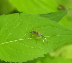 Polycyrtus neglectus thumbnail 4