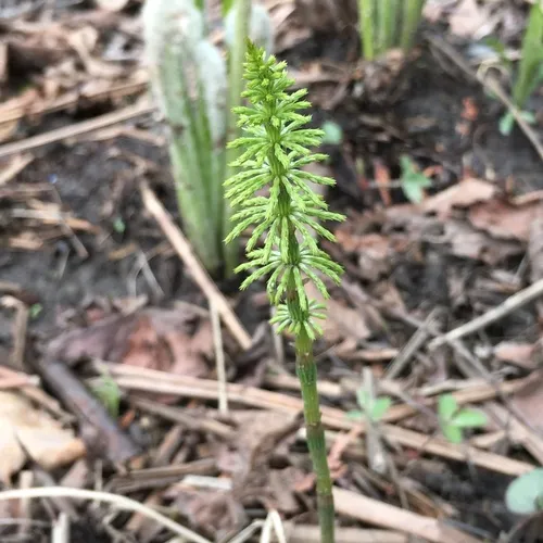 wood horsetail