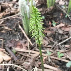 wood horsetail thumbnail 1