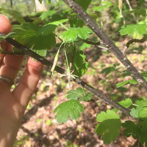 Missouri Gooseberry