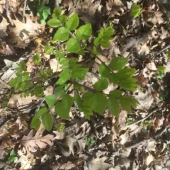 northern prickly ash thumbnail 2
