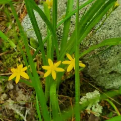 yellow star grass thumbnail 3