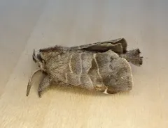 Bruce's Chocolate-tip Moth thumbnail 2