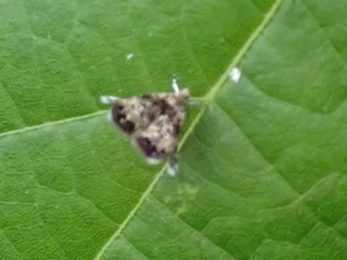 Peacock Brenthia Moth