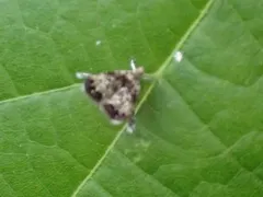 Peacock Brenthia Moth thumbnail 1