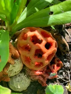red-cage fungus thumbnail 2