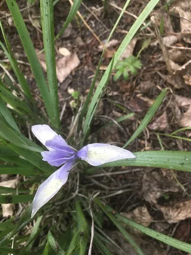 Iris lactea