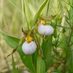 small white lady's-slipper thumbnail 4