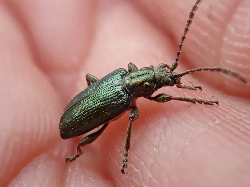 Dubious spade beetle