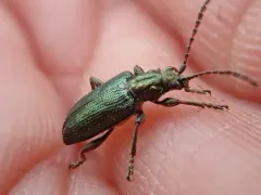 Dubious spade beetle thumbnail 1