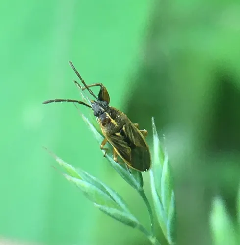 Oedancala dorsalis