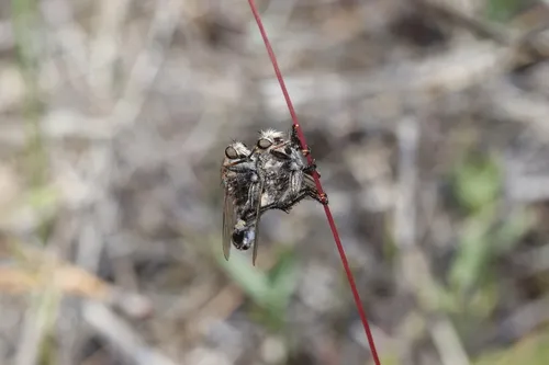 Northwestern Hammertail
