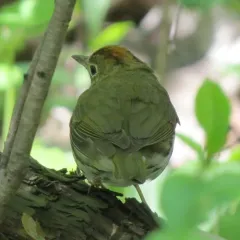 Ovenbird thumbnail 3