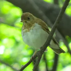 Veery thumbnail 2