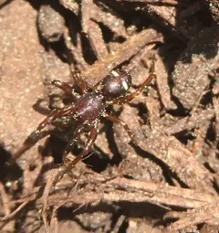 Two-spotted Cobweb Spider thumbnail 3