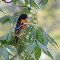 Baltimore Oriole thumbnail 4