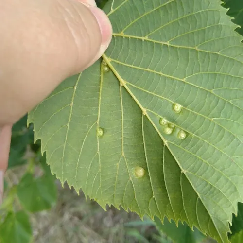 Linden Wart Gall Midge