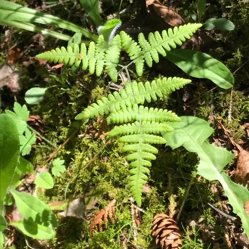 limestone oak fern