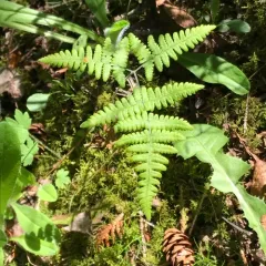 limestone oak fern thumbnail 1