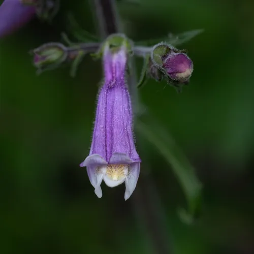 hairy beardtongue