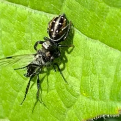 Brilliant Jumping Spider thumbnail 1