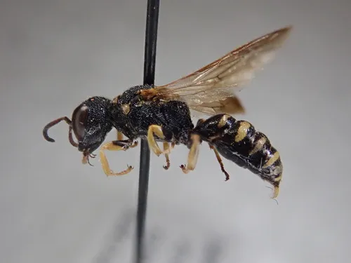 Lestica confluenta