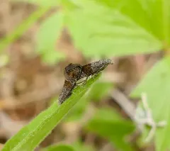 Tinagma obscurofasciella thumbnail 4