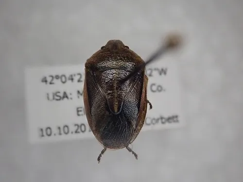 Chlorochroa saucia