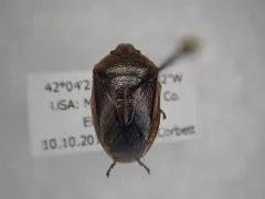 Chlorochroa saucia thumbnail 1