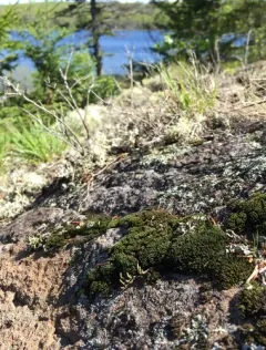Sessile Grimmia thumbnail 3