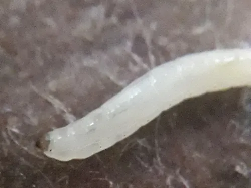 Mycetophila cingulum