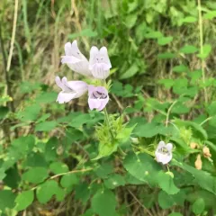 Stickystem Penstemon thumbnail 2