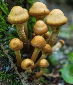 Sheathed Woodtuft thumbnail 2