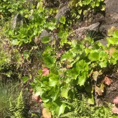 crevice alumroot thumbnail 2
