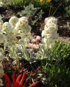 low cryptantha thumbnail 2
