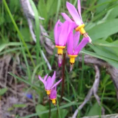 dark-throated shooting star thumbnail 2