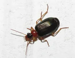 Lebia tricolor thumbnail 2