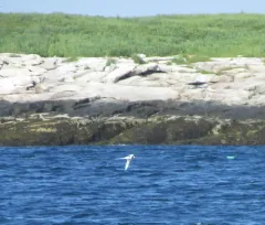 Red-billed Tropicbird thumbnail 4
