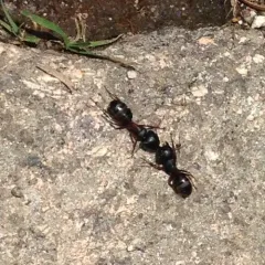 Hercules Carpenter Ant thumbnail 2