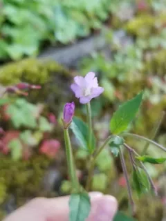 Broad-leaved Willowherb thumbnail 2