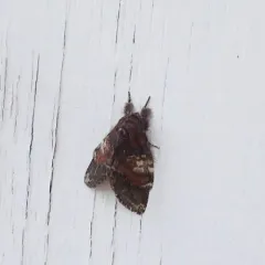 Chocolate Prominent thumbnail 3