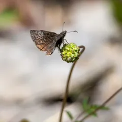 Dreamy Duskywing thumbnail 2