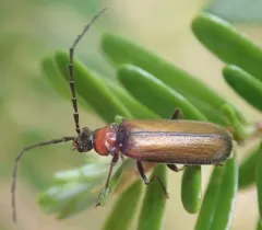 Silis pallida thumbnail 1