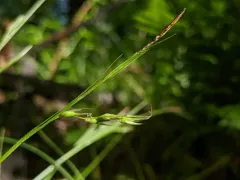 Assiniboine sedge thumbnail 2