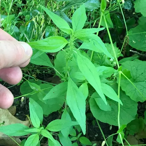 Pennsylvania pellitory