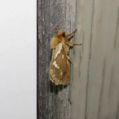 Common Swift Moth thumbnail 2