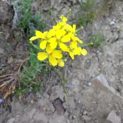Western Wallflower thumbnail 2