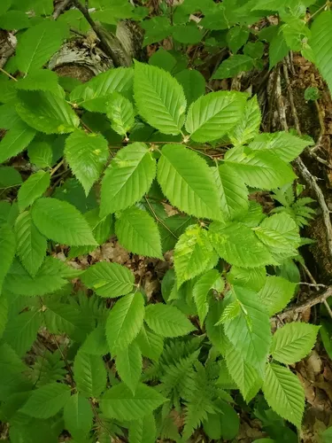 Acalitus rudis