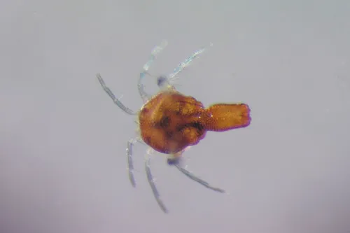 Arrenurus wardi